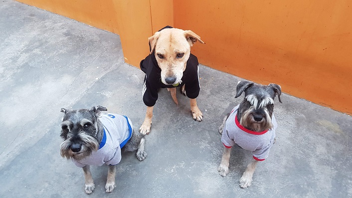Miguel junto a sus mascotas